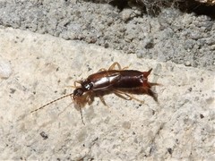 Nesogaster halli