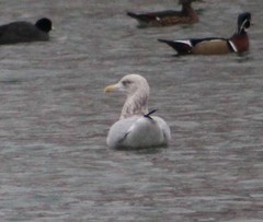 Larus argentatus