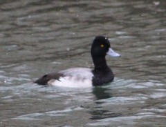 Aythya affinis