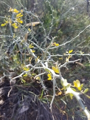 Parkinsonia texana