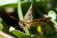 Metisella