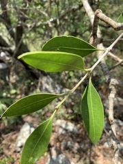 Olea capensis enervis