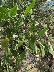 Olea capensis enervis