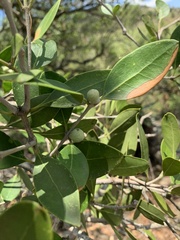 Olea capensis enervis