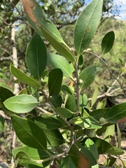 Olea capensis enervis