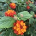 Common Lantana - Photo (c) Dorsey Marston, some rights reserved (CC BY-NC), uploaded by Dorsey Marston