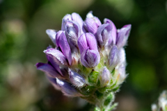 Aspalathus globulosa