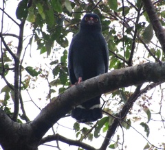 Buteogallus schistaceus