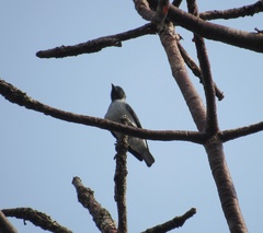 Conioptilon mcilhennyi