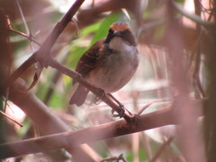 Myrmoborus leucophrys