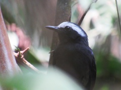 Myrmoborus leucophrys
