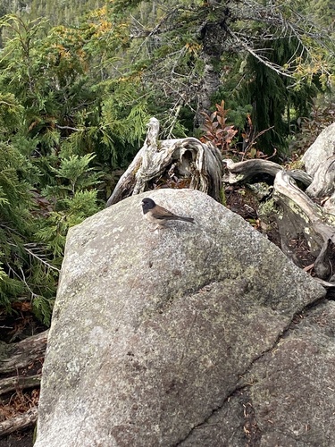 Dark-eyed Junco