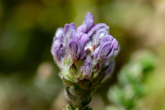 Aspalathus globulosa