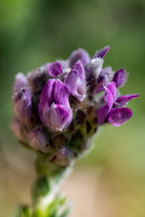 Aspalathus globulosa