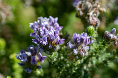 Aspalathus globulosa