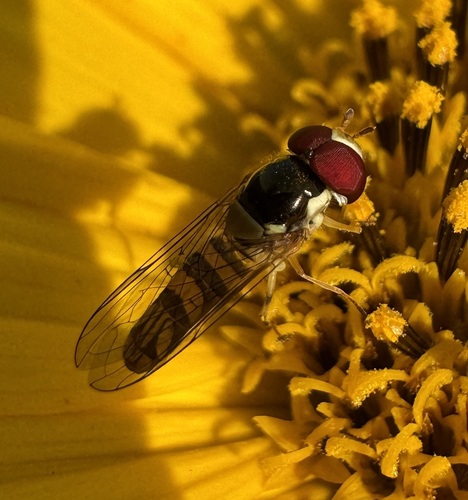 Unknown species found near Hennepin County, MN, USA