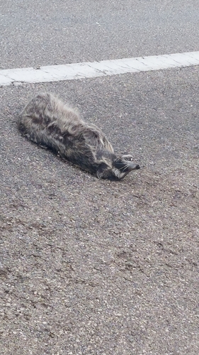 Common Raccoon photographed in New Mexico