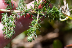 Aspalathus globulosa