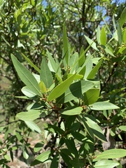 Pterocelastrus echinatus