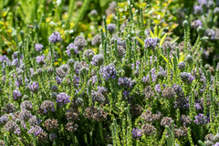 Aspalathus globulosa