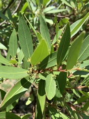 Pterocelastrus echinatus