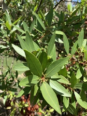 Pterocelastrus echinatus