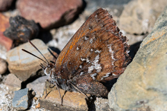 Aloeides thyra thyra