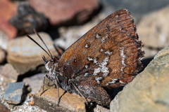 Aloeides thyra thyra