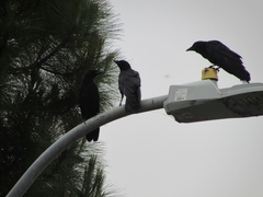 Corvus brachyrhynchos