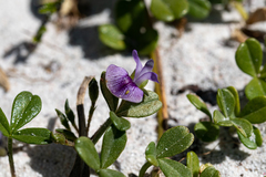 Psoralea repens
