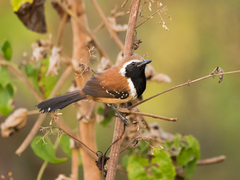 Rusty-Backed Antwren photo 5