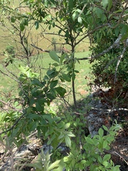 Searsia pyroides gracilis