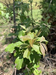Searsia pyroides gracilis