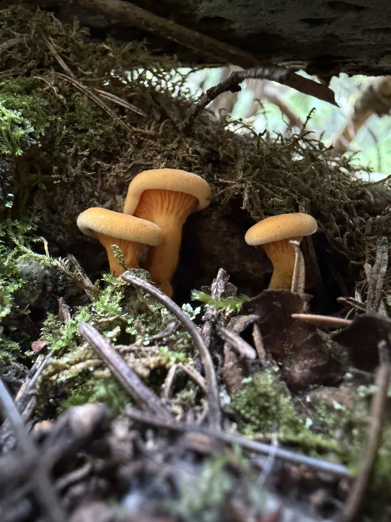 Hygrophoropsis sp. 'CO01'