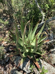 Aloe spicata