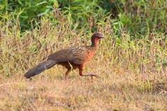 Penelope ochrogaster