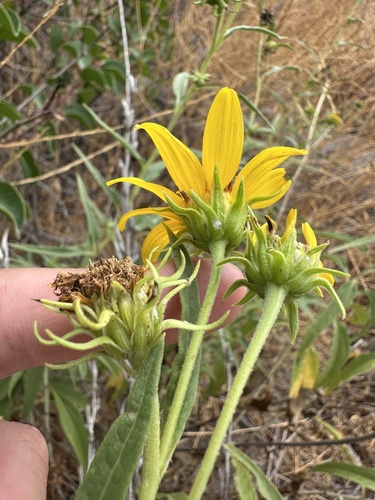 California sunflower