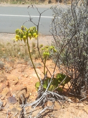 Cotyledon cuneata