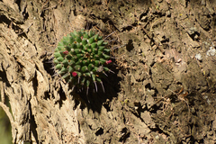 Mammillaria compressa