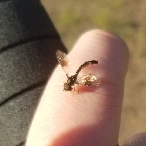 Unknown species found near Cook County, US-MN, US