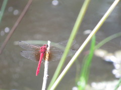 Rhodopygia cardinalis