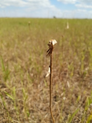 Scorzonera parviflora