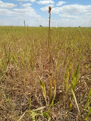 Scorzonera parviflora