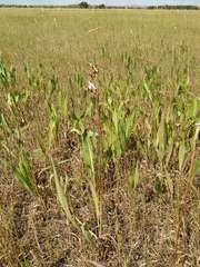 Scorzonera parviflora