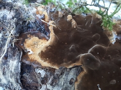 Phellinus laevigatus