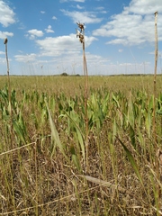 Scorzonera parviflora