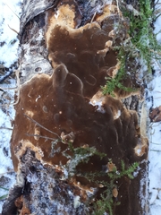 Phellinus laevigatus