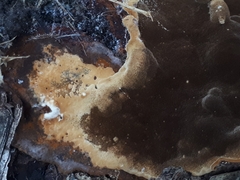 Phellinus laevigatus