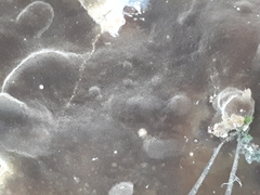 Phellinus laevigatus