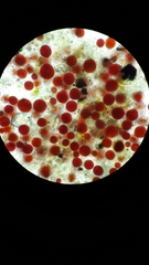 Haematococcus lacustris